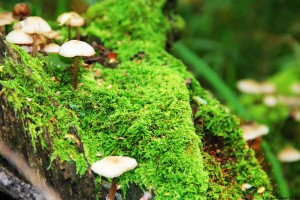 世界保龄球高校联赛季中赛事数据分析报告出炉，保龄球世界纪录分数