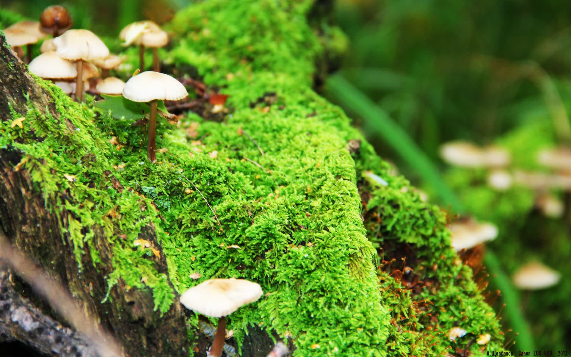 世界保龄球高校联赛季中赛事数据分析报告出炉,保龄球世界纪录分数